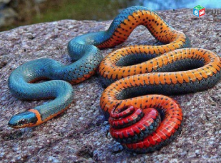 Փրկարարները հայտնաբերել են 5 սահնօձ, 3 գյուրզա, 2 լորտու