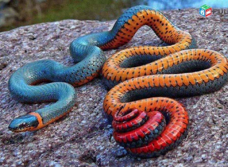 Փրկարարները հայտնաբերել են 5 սահնօձ, 3 գյուրզա, 2 լորտու